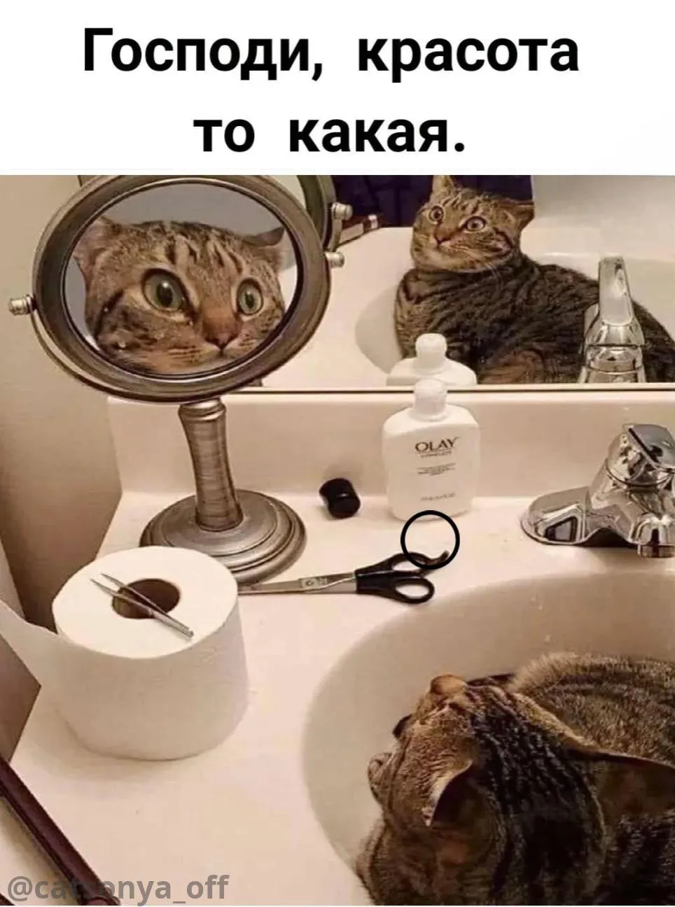 ➡️ SyntxAi