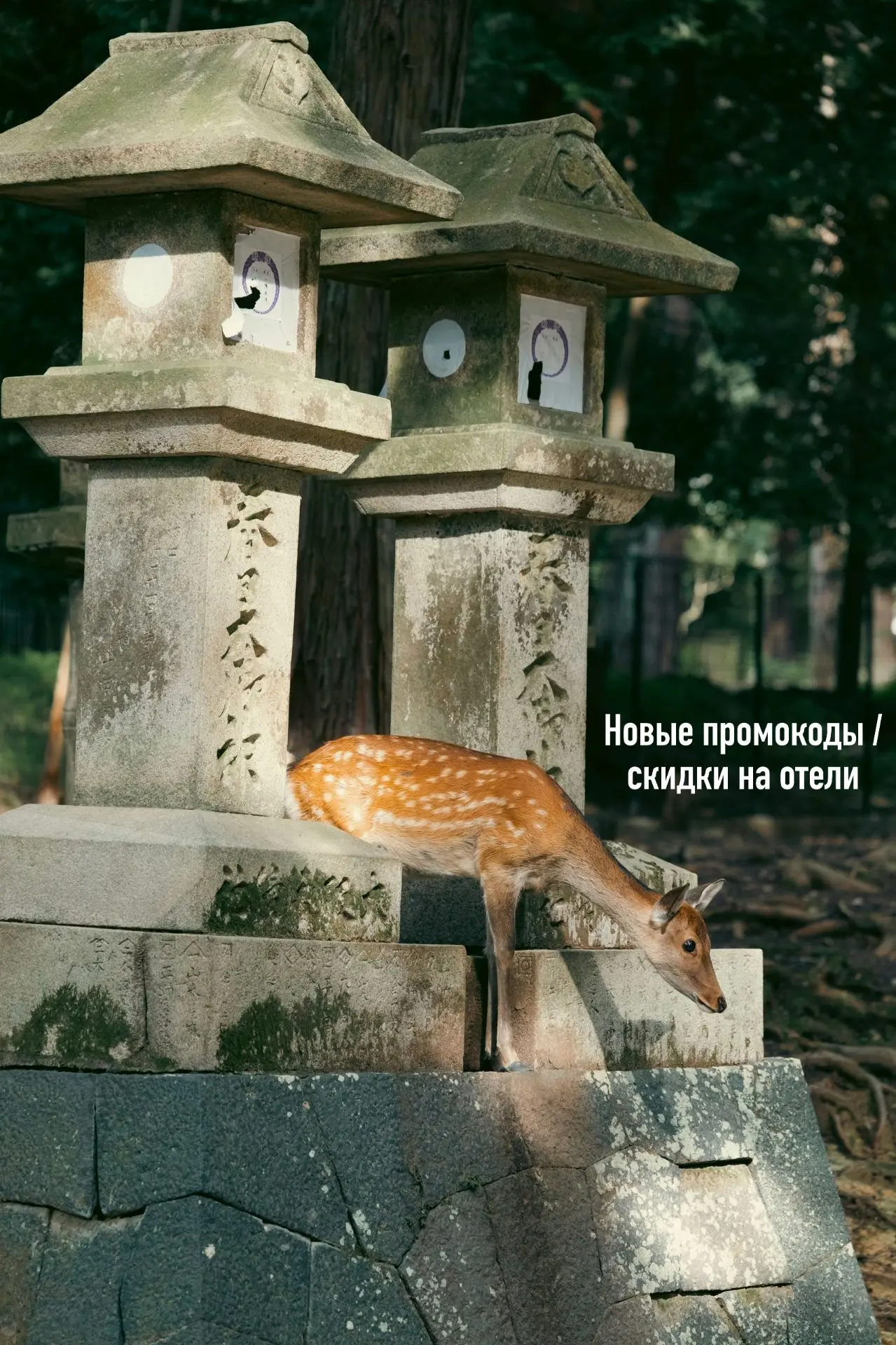 Новые скидки на путешествия! 👀 Сохраняйте публикацию себе в закладки, чтобы не забыть ...