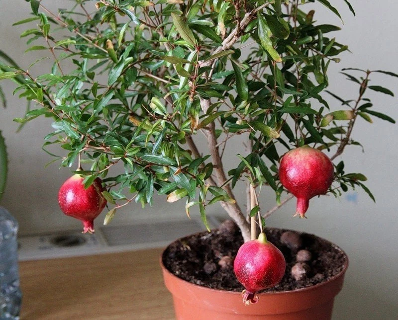 ГРАНАТ ИЗ КОСТОЧКИ 🌱