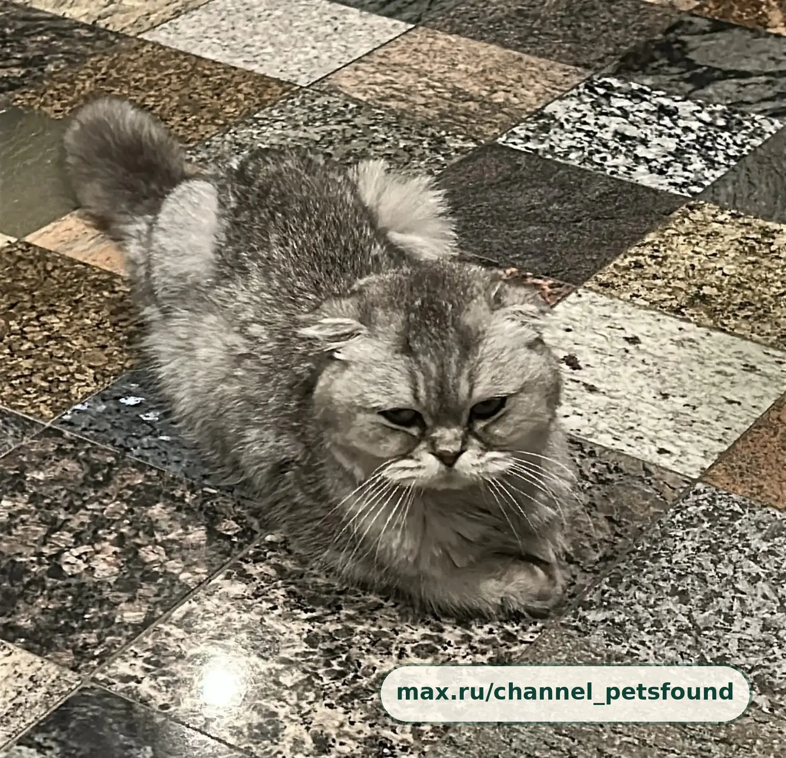 🐾 Найден питомец — Санкт-Петербург