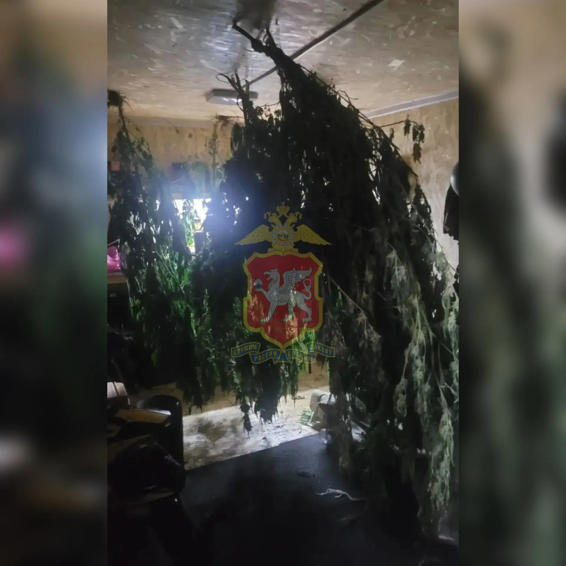 ⚡️Предприниматель из Судака подозревается в хранении более 6,5 кг конопли — возбуждено ...