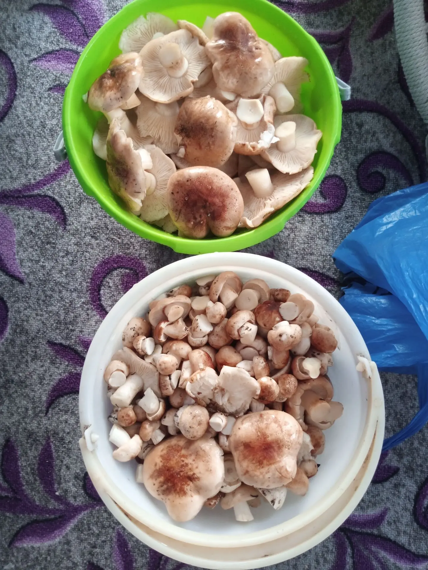 Продам два ведра (5л) топольков. 600 руб ведро.