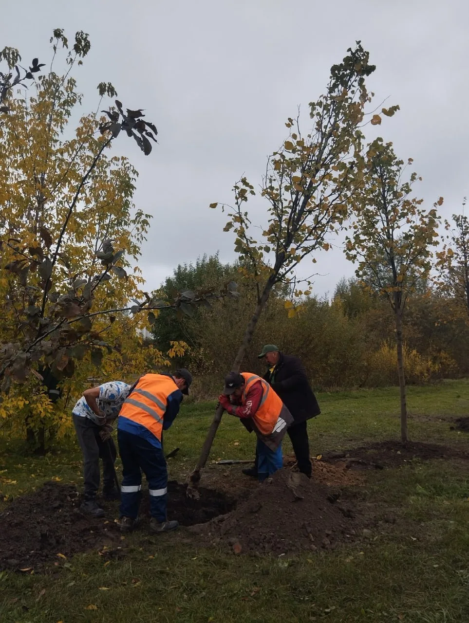 В Парк на Смоленке продолжают приезжать деревья
