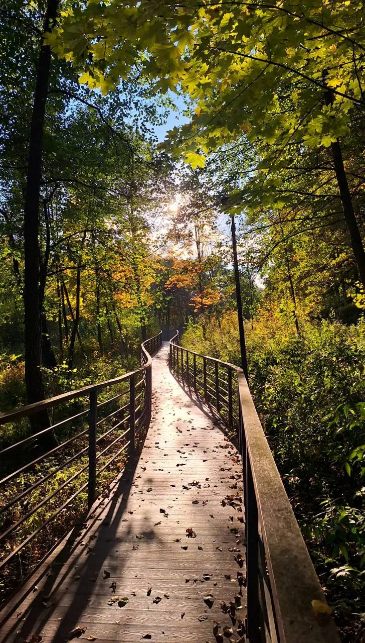 Ещё немного фото из парка «Шмелёвский ручей». 🍂