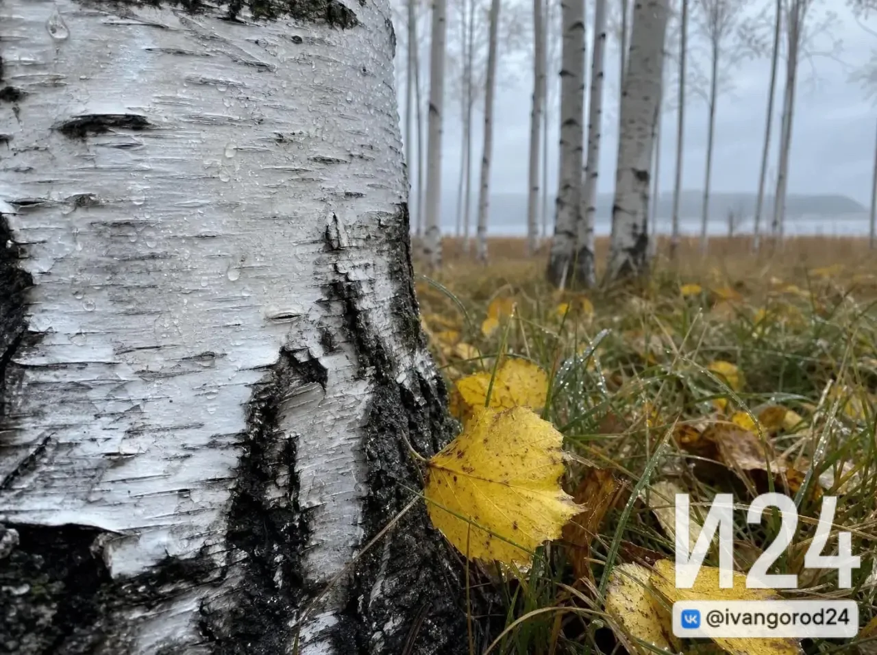 🌥️ Ивангород, доброе утро!