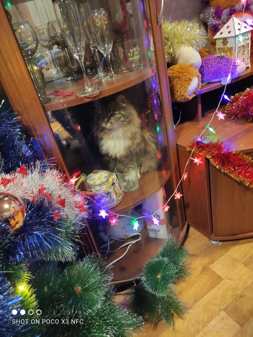 Пушистые ножки идут только моей кошке Бусе😄