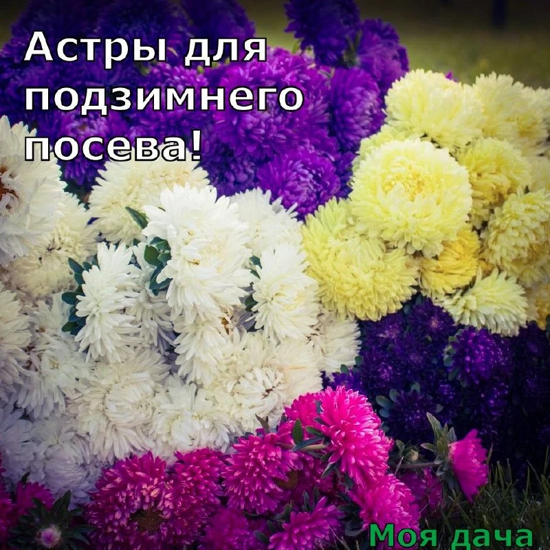 Астры для подзимнего посева 🌸