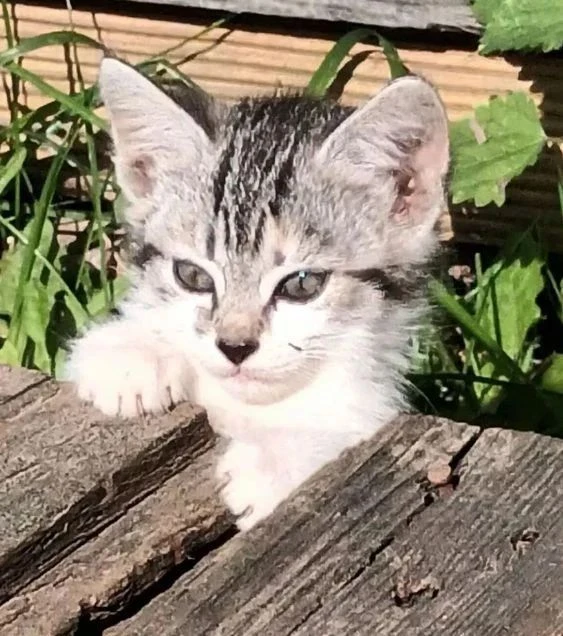 В добрые надёжные руки котята, скоро 2 мес. Игривые, красивые, мальчики и девочки. Мама...
