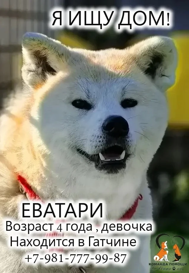 Друзья !