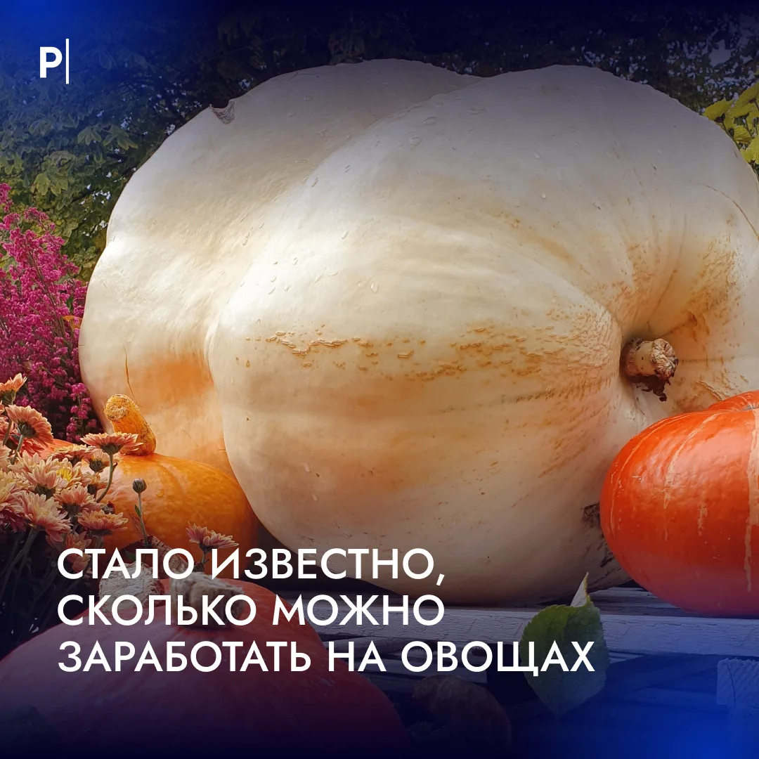 🤑 На овощах-гигантах можно поднять до 800 тыс. руб.
