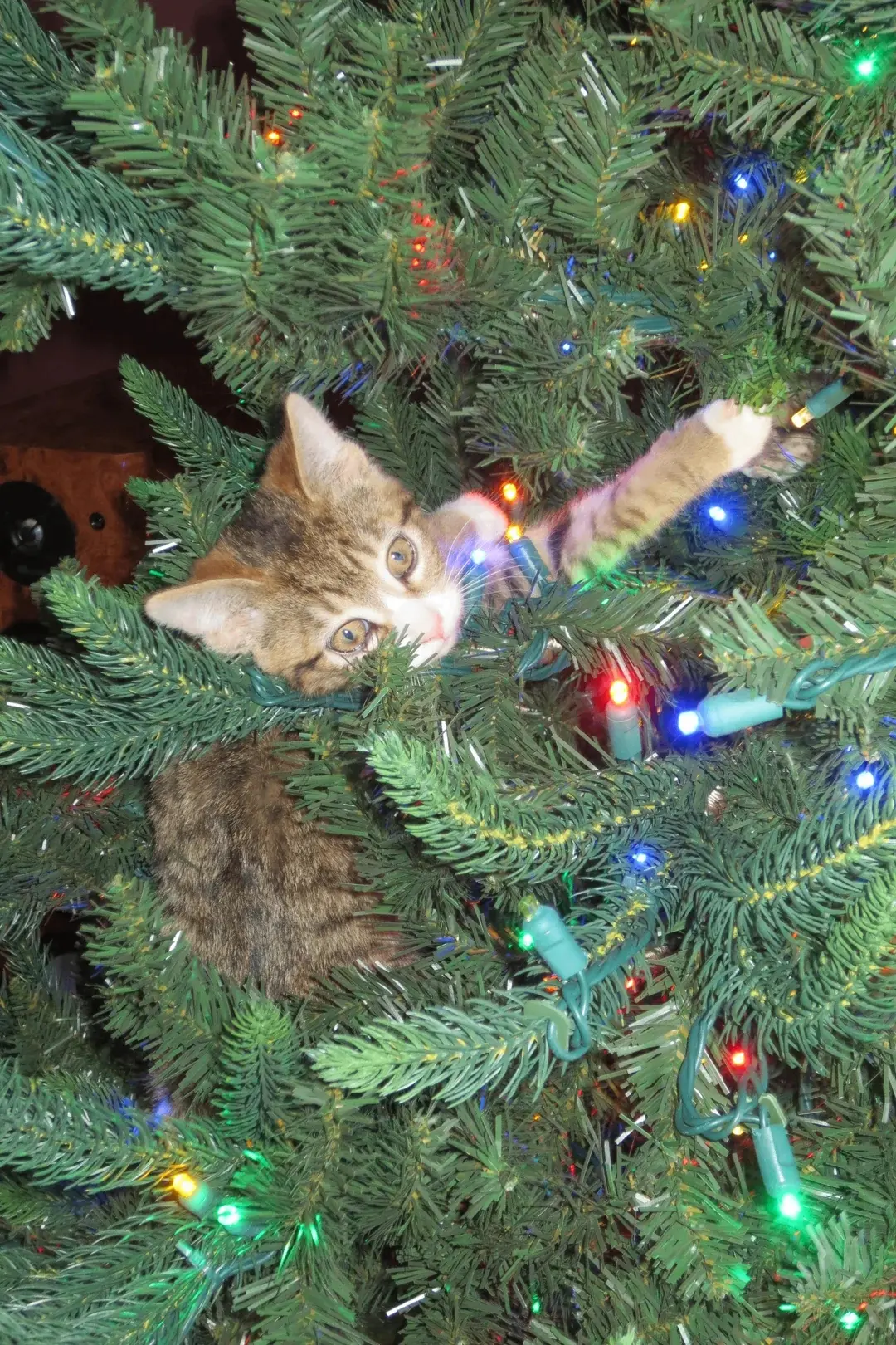 Котятки, Новый год не за горами! 😺 Официально объявляем открытие сезона по подготовке ...