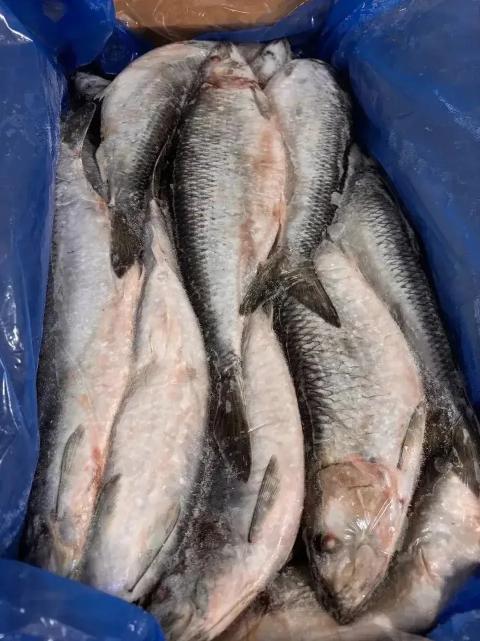 Есть пристрой сельдь Олюторская 🤤🤤🤤1 пласт 6 кг.1750 руб.