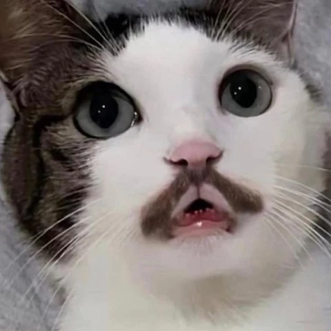 Тот самый коллега, который думает, что усы — его фишка 😹🐱