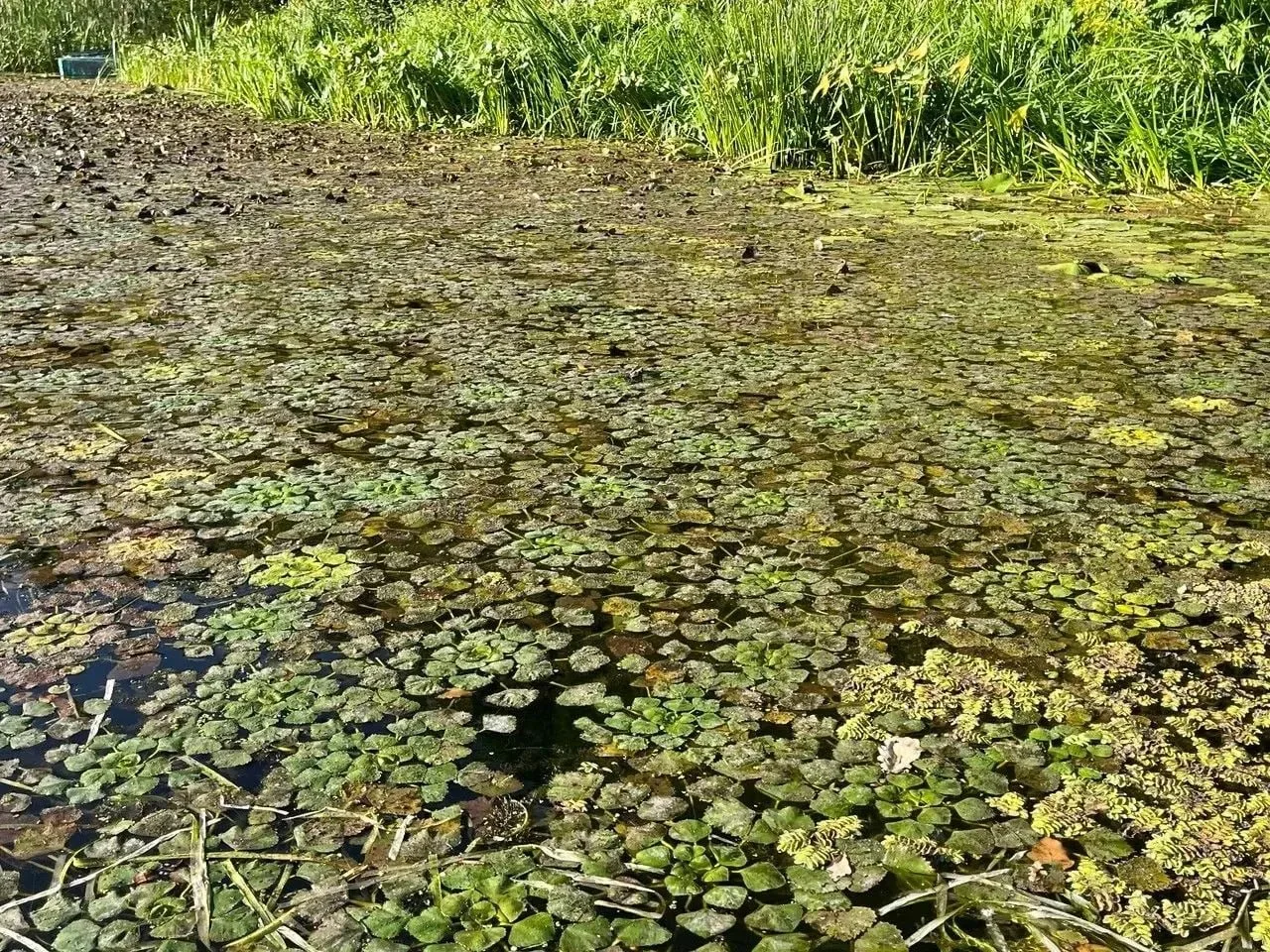 Саратовские ученые возродили 20 популяций водяного ореха: он же чилим, он же рогульник ...