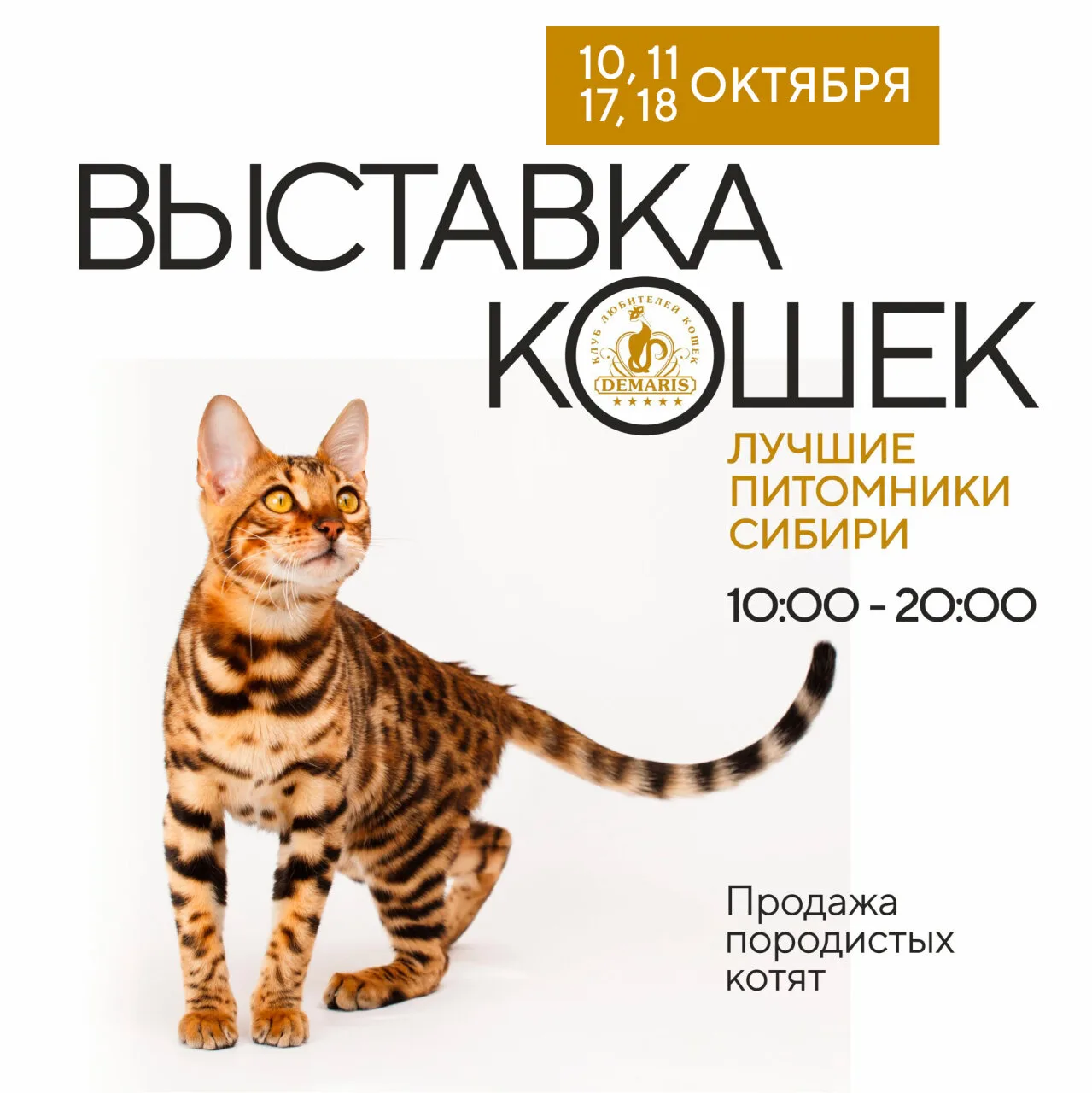 😻 Выставка кошек и продажа породистых котят в ТРЦ GALAXY!