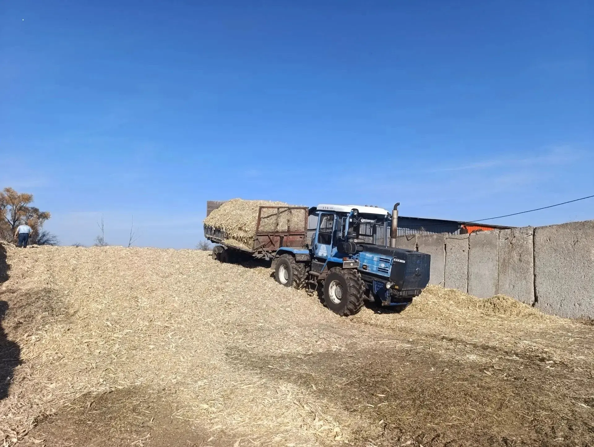 🌾 В ООО«Агротех» заготавливают корнаж — ценный корм для скота!