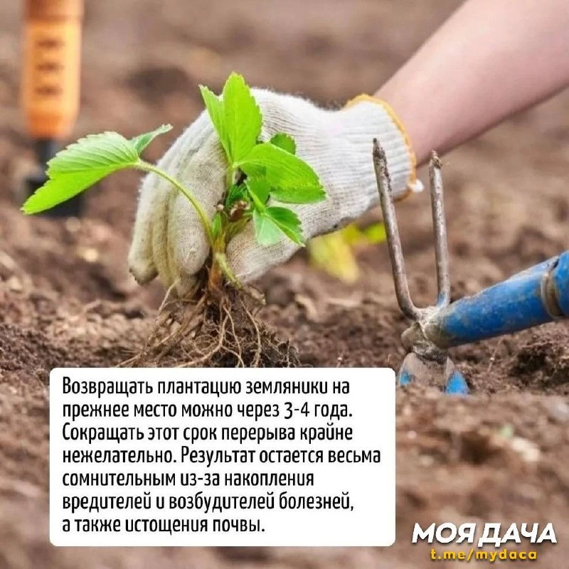 Что посадить после земляники садовой? 🤔
