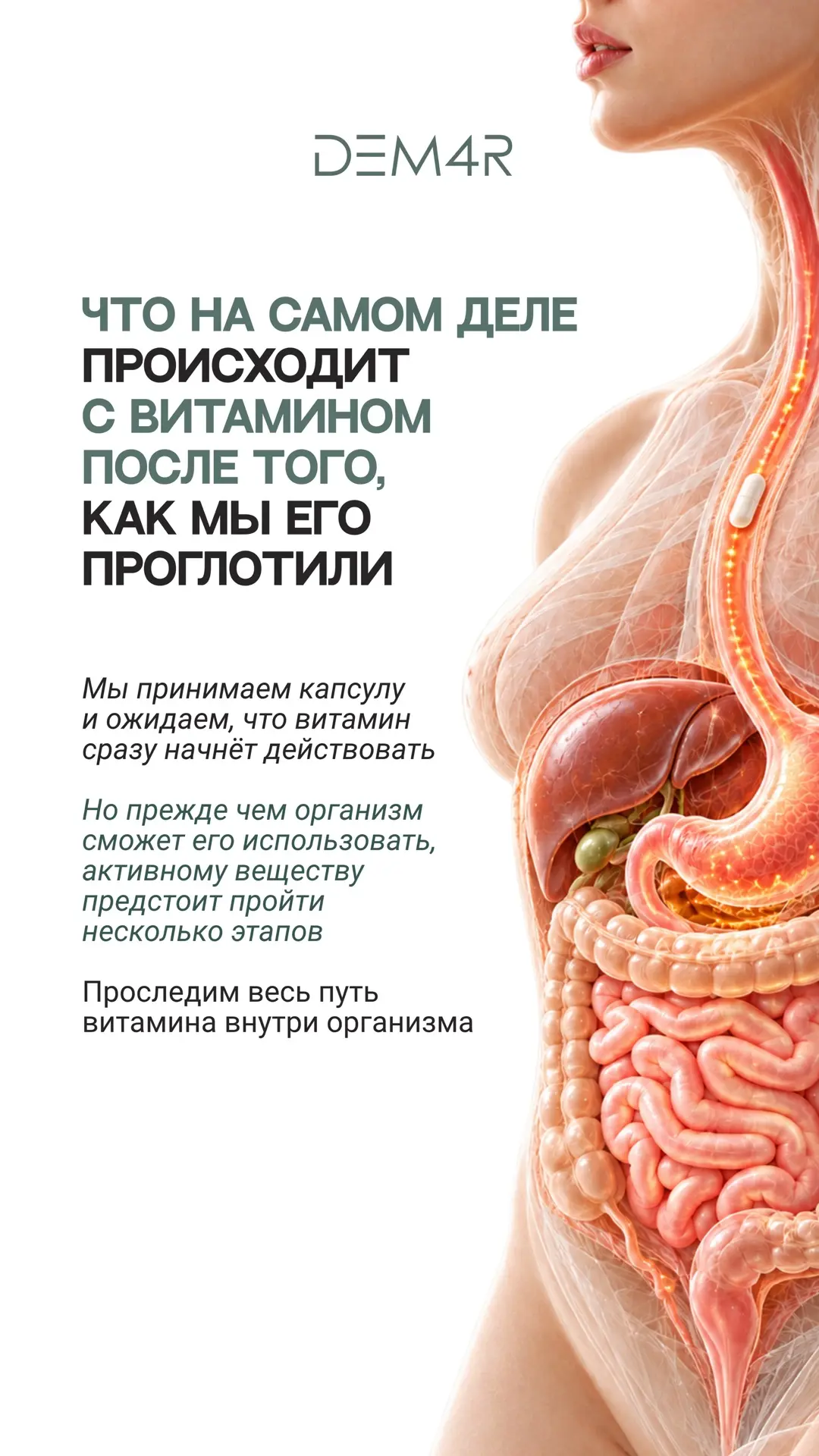 ✅ От капсулы до клетки: какой путь проходят витамины?