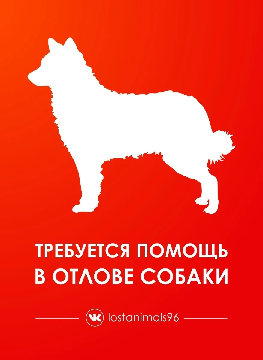Пожалуйста, мы ищем в помощь людей, у кого есть возможность выехать с нами на отлов соб...