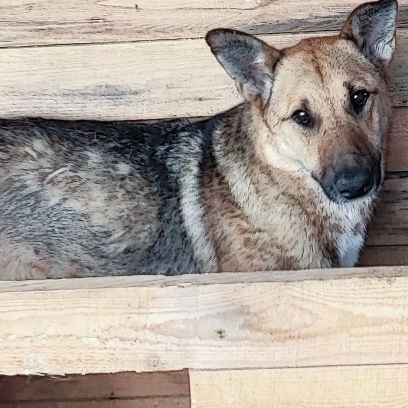 🐕 15 октября в Апатитах отловлено 2 собаки без владельца. На время розыска собственник...