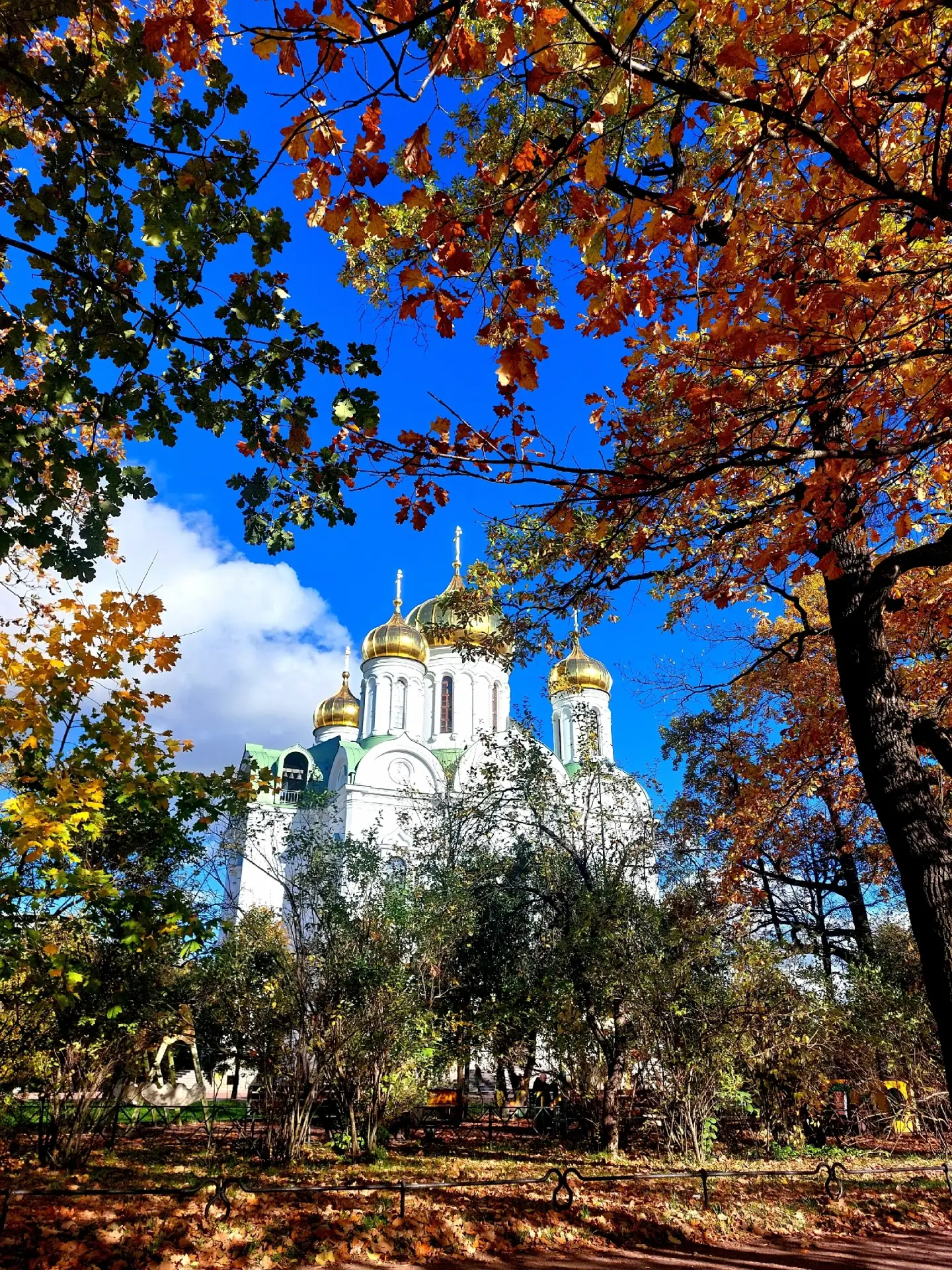 Золотые купола собора святой великомученицы Екатерины в Пушкине сияют среди ветвистых з...