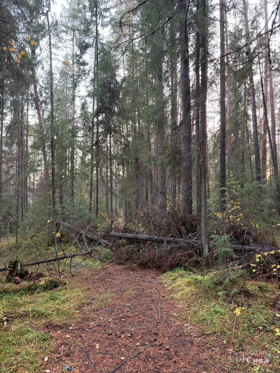 🌲 Подписчик обратился в нашу группу: на Чугайке, по Заячьей горе, лежат упавшие деревь...