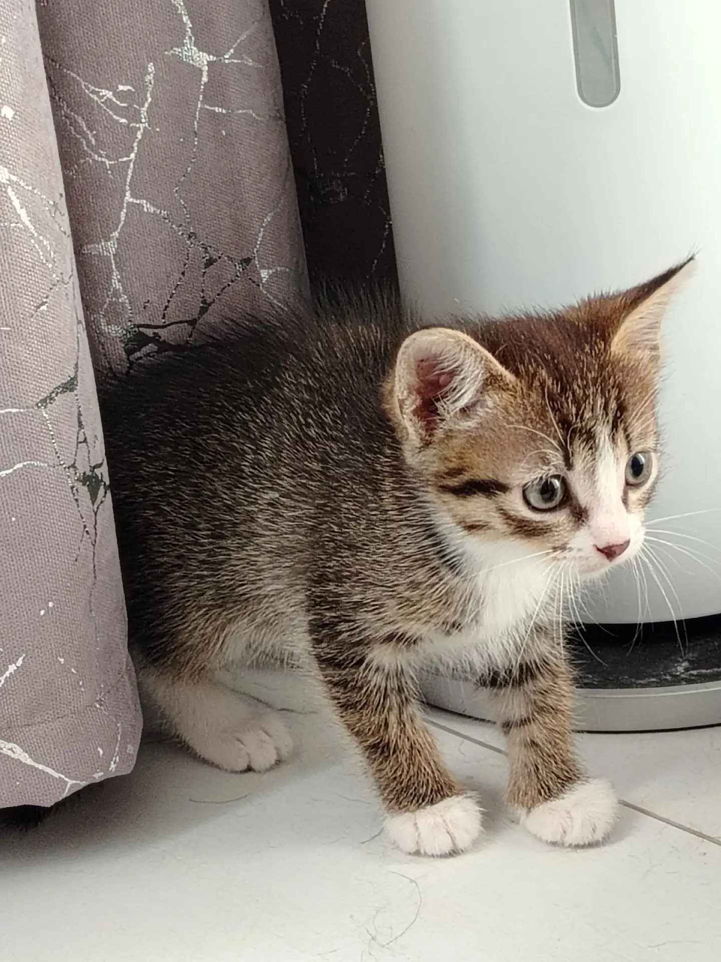 Отдам в добрые руки кошечка
