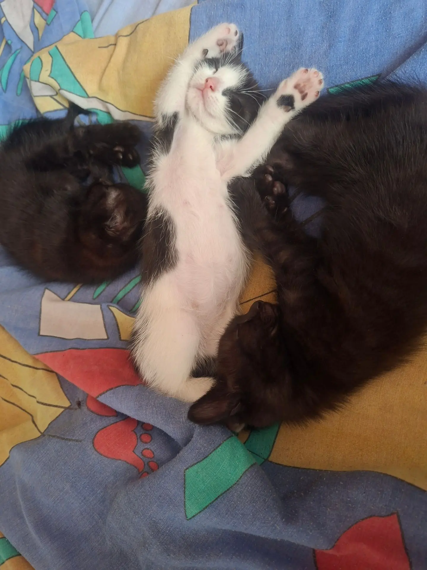 Отдам котят в добрые руки! Макеевка. Котята рождены 22.07.2026 звоните +79490393570