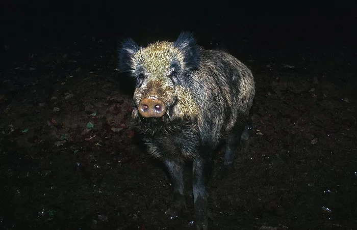 🐗 Кабан попал под машину на Приморском шоссе