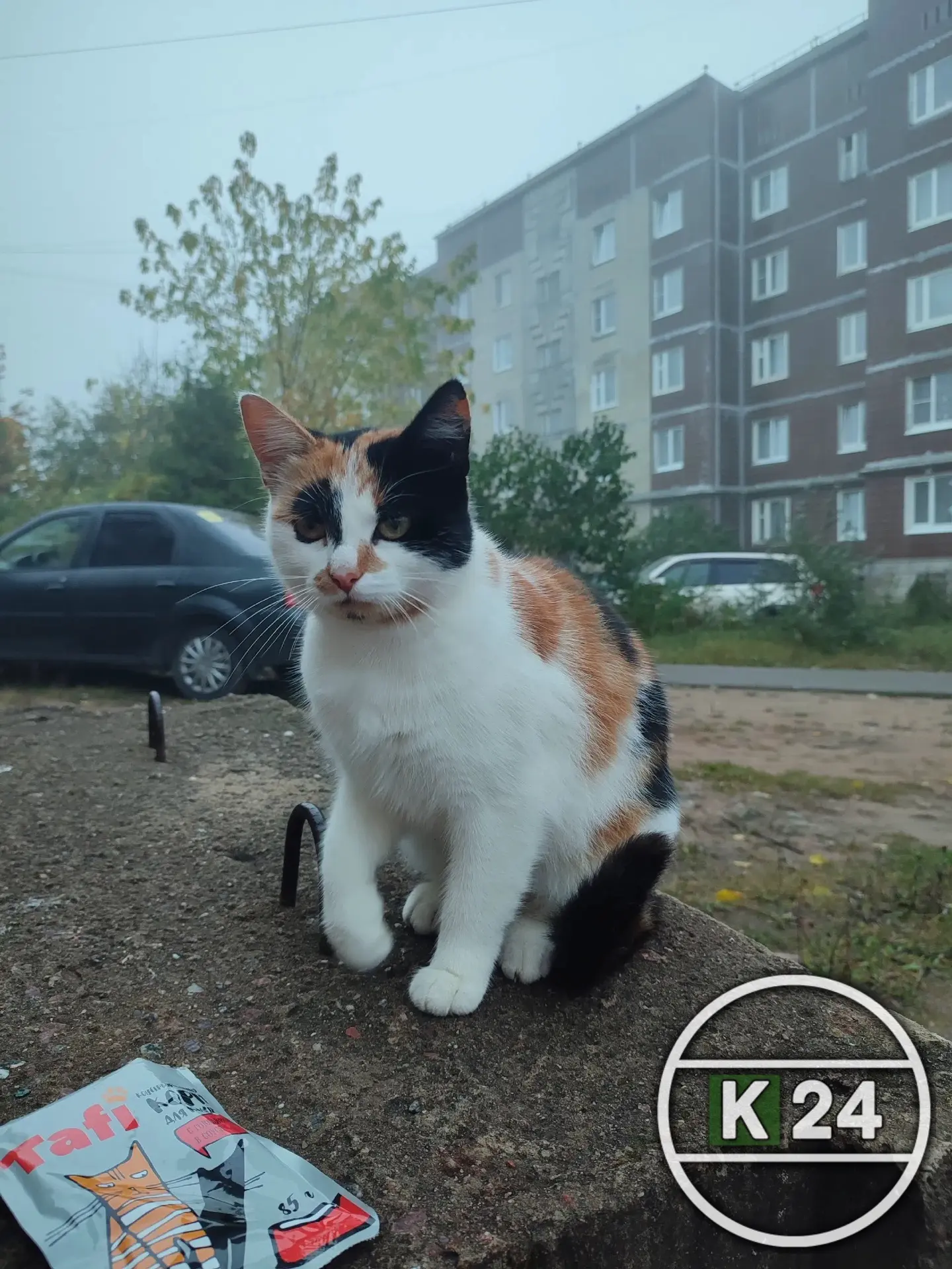 Ласковая и до жути мурчащая как трактор кошечка ищет любимую и заботливую семью 🏠😻🙏