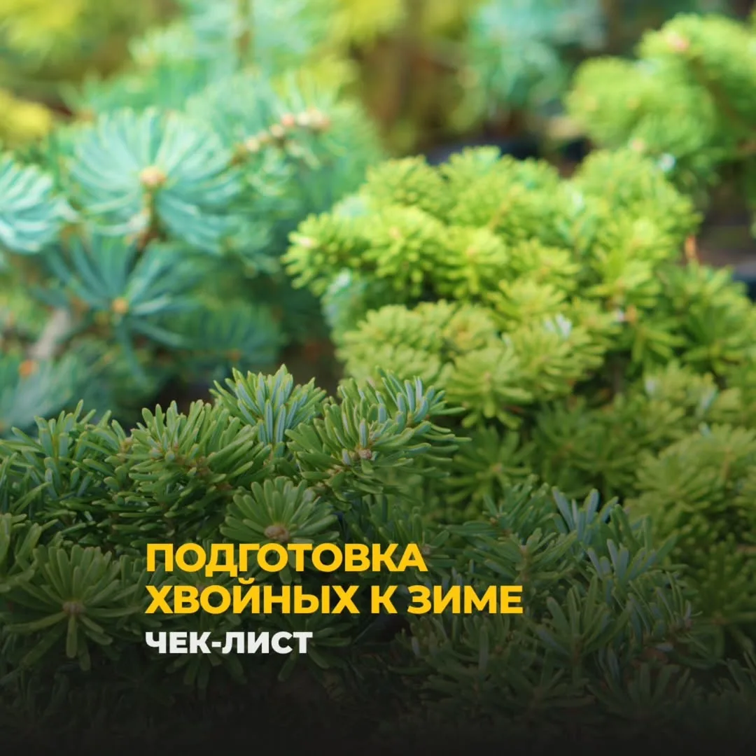 Подготовка хвойных к зиме: как сохранить здоровье и декоративность растений🌲