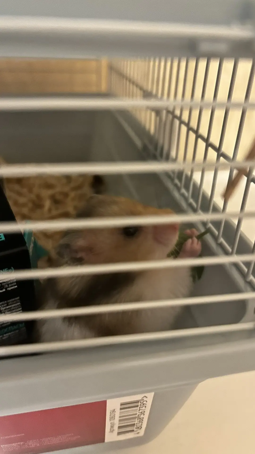 🐹 Уроки маленького хомяка.