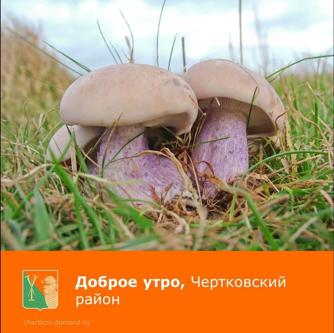 Хорошего вам дня, самочувствия и в такую пору хочется пожелать всем здоровья.