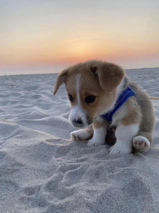 У этого малыша первая прогулка на пляже 😍