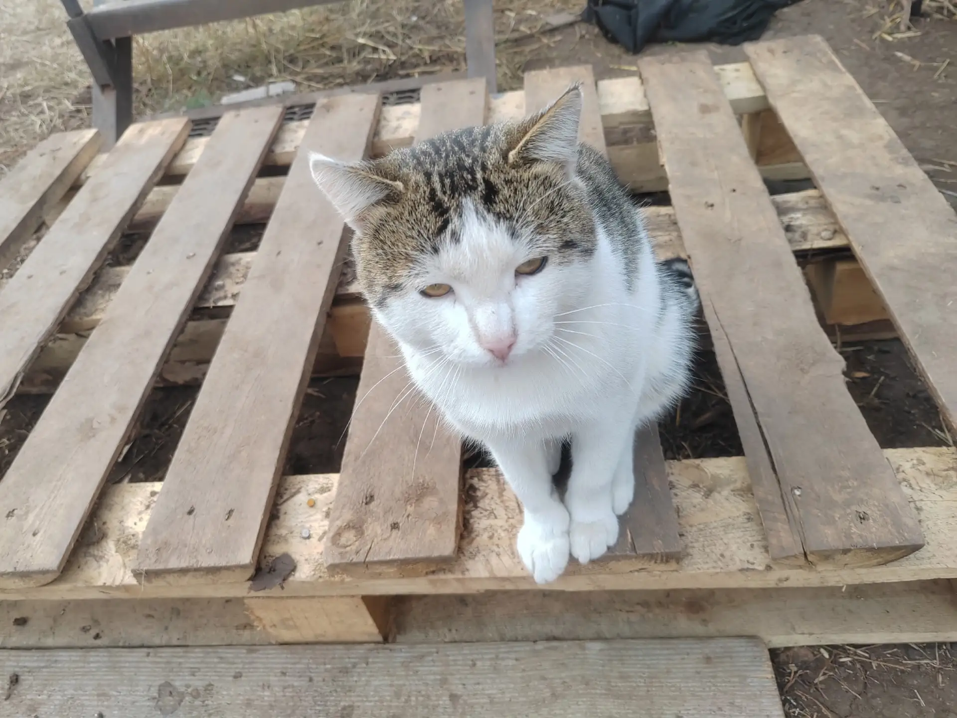 Котей в добрые руки. Нелюди опять притащили в поле на вахту и оставили жить в собачьей ...
