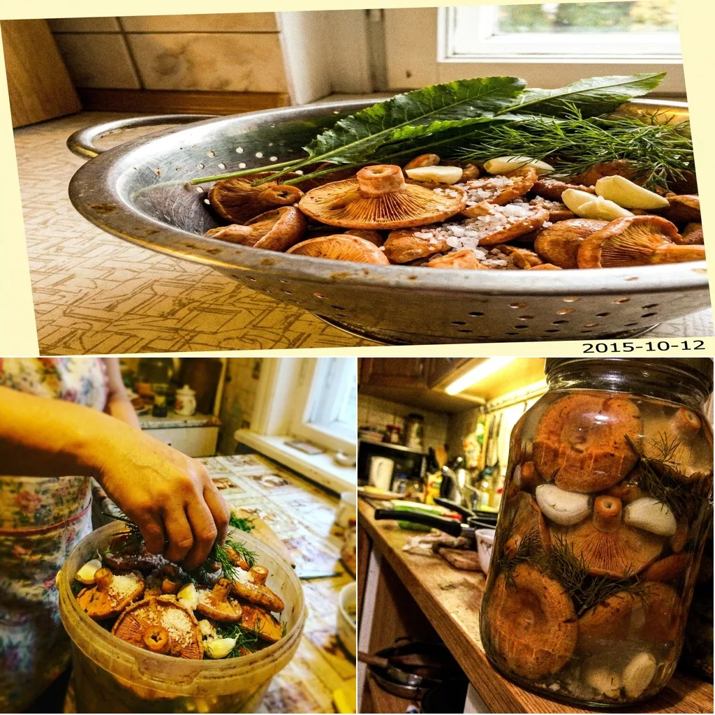 🥒 РЫЖИКИ ХОЛОДНОГО ЗАСОЛА