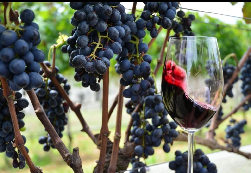 🍷 Вино без имени, которое когда-то дарили сильным мира сего.