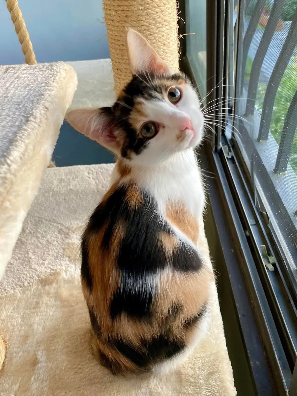 #КотикПодписчика 🥰