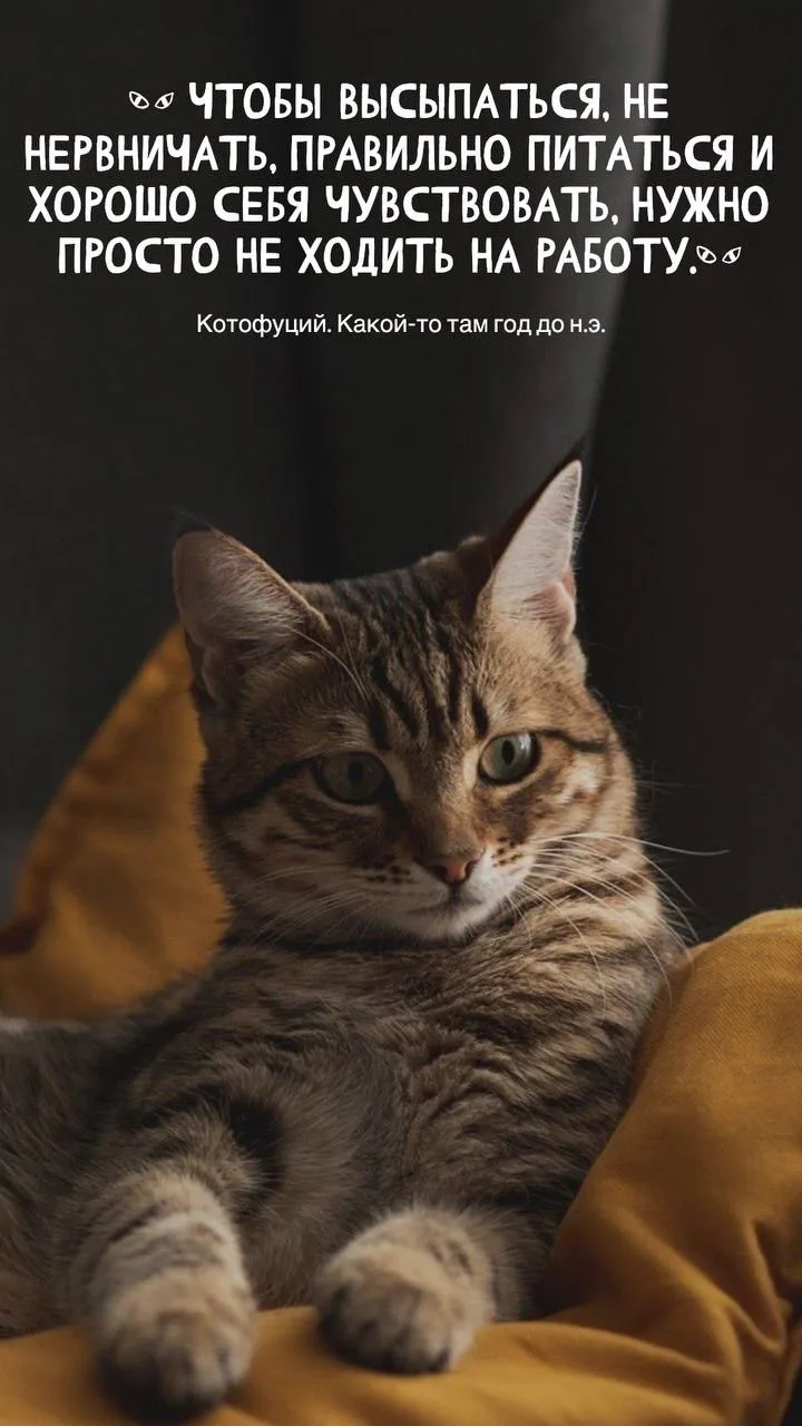 #котофуций #юмор