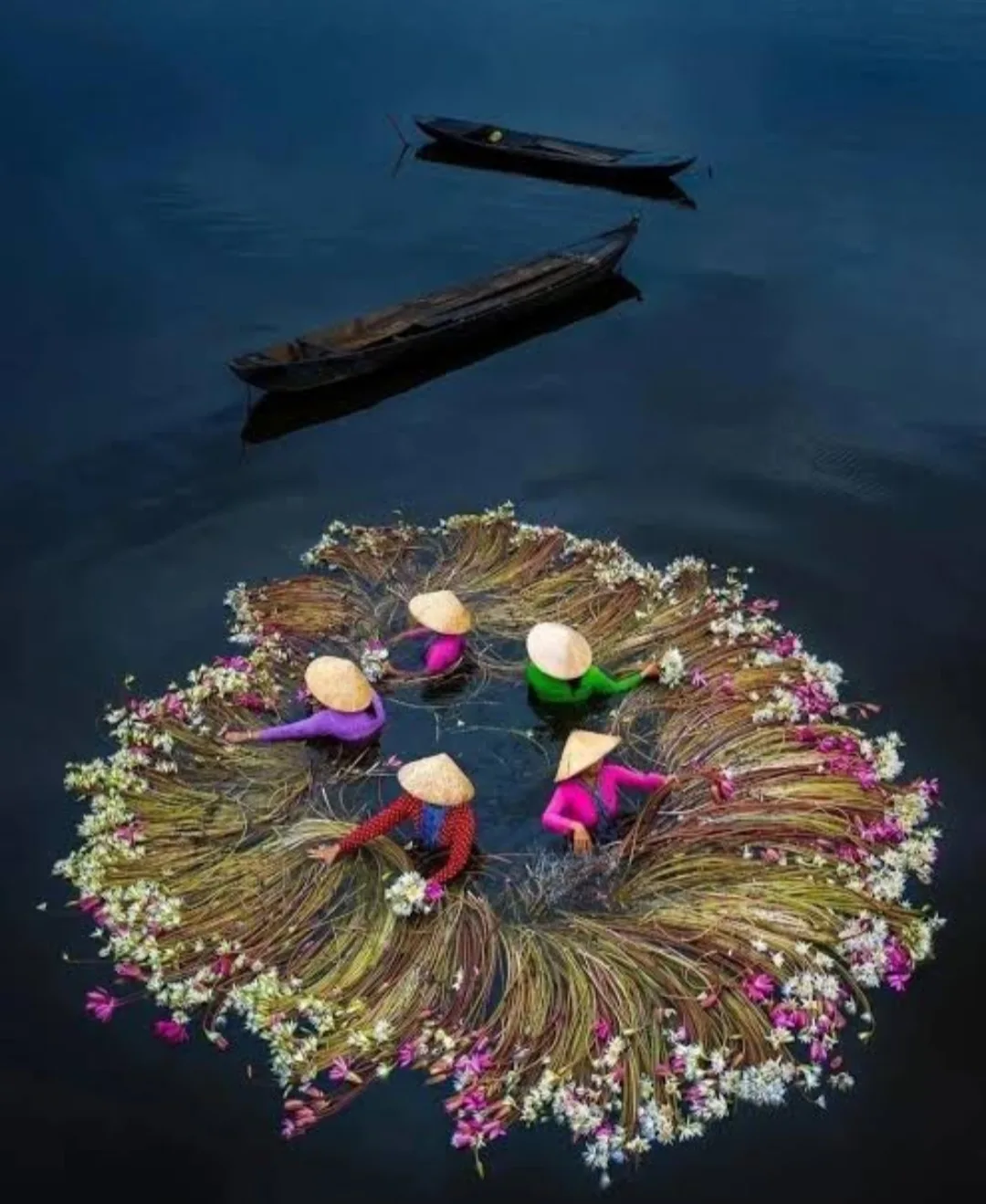 🌸 Красота, рожденная в воде: как собирают водяные лилии в дельте Меконга