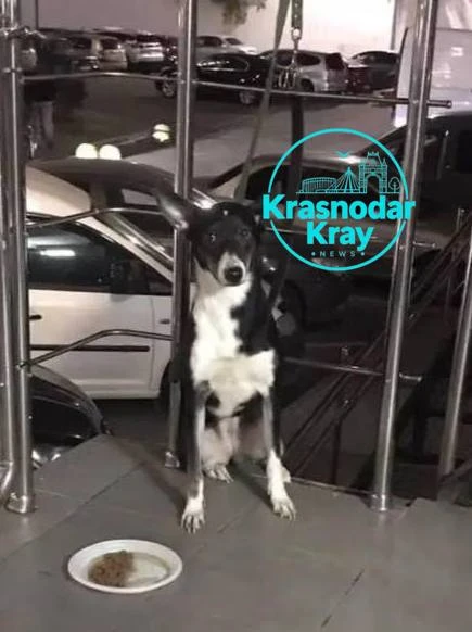🐶 На улице Заполярной в Краснодаре мужчина привязал собаку возле подъезда и ушёл.