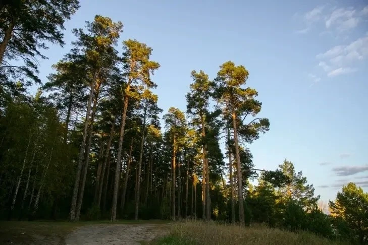Стройку в Сосновом бору остановила прокуратура 🌲