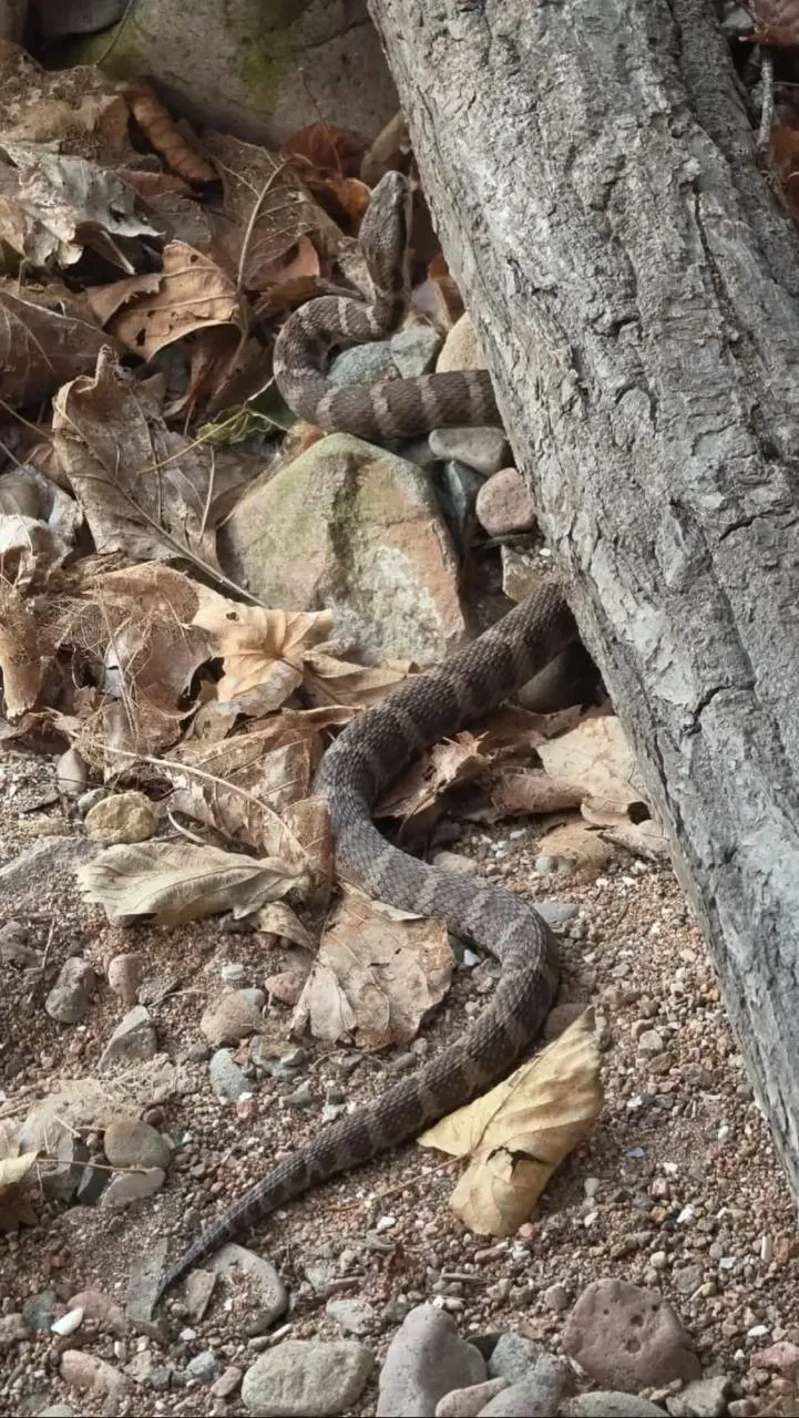 🐍 «Змеи ещё не спят»: на острове Русский мужчину укусил щитомордник
