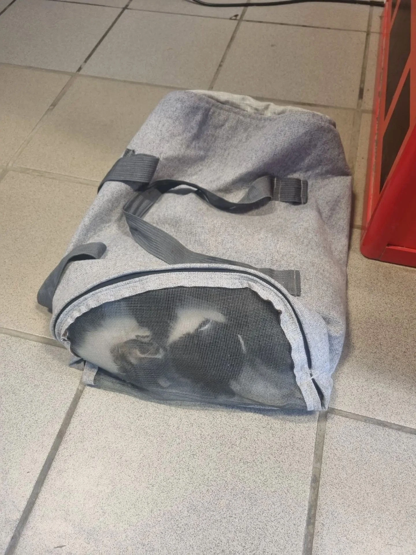 Ситуация  сос ! 🆘 🆘 🆘 🆘 🆘 🆘 на 39 гвардейской подкинули в пятерочку котят ,у кого...