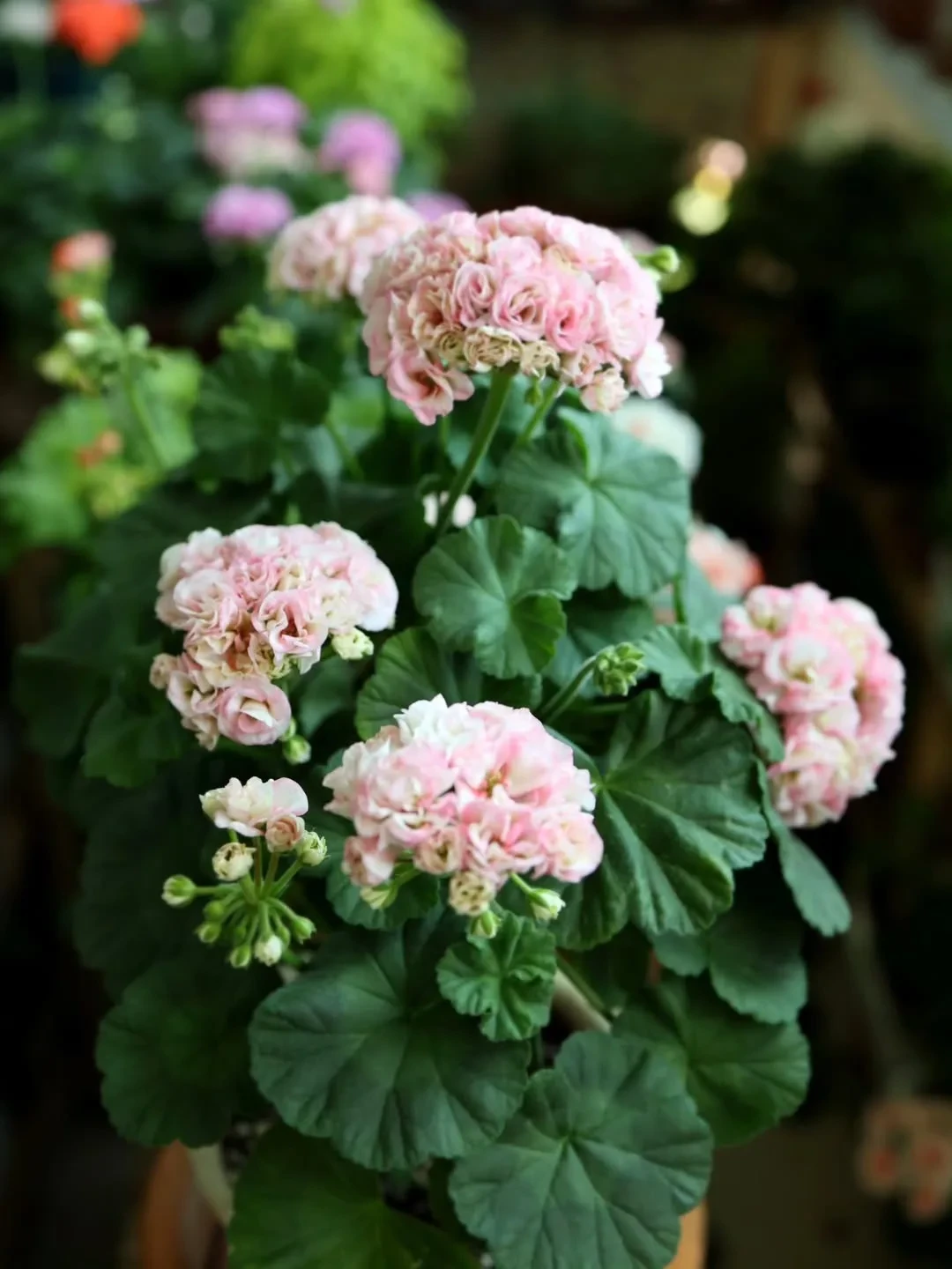 Пеларгония: неприхотливая красавица 🌸