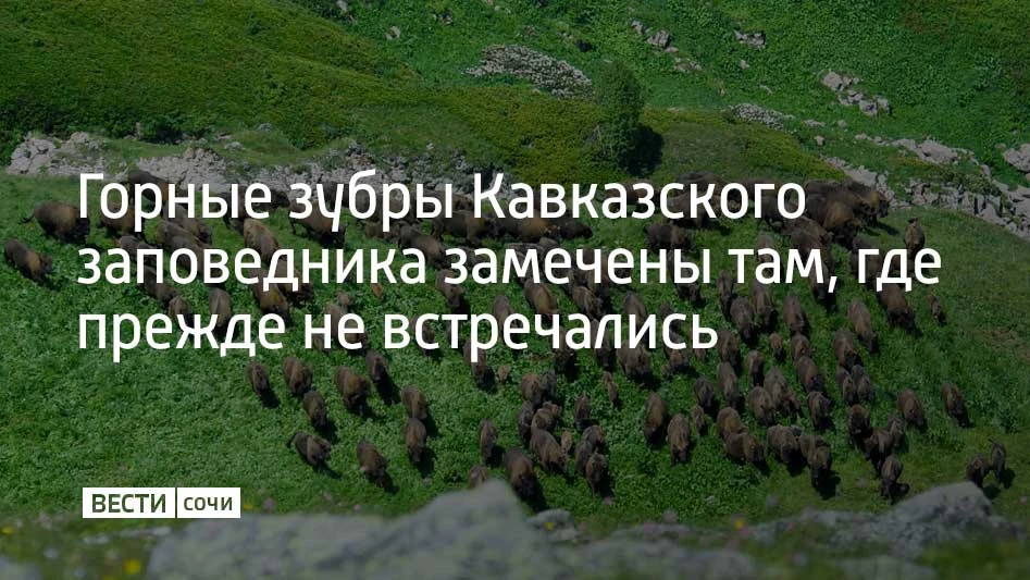 В Кавказском заповеднике с 24 по 29 июля 2026 года провели учет зубров: визуально зафик...