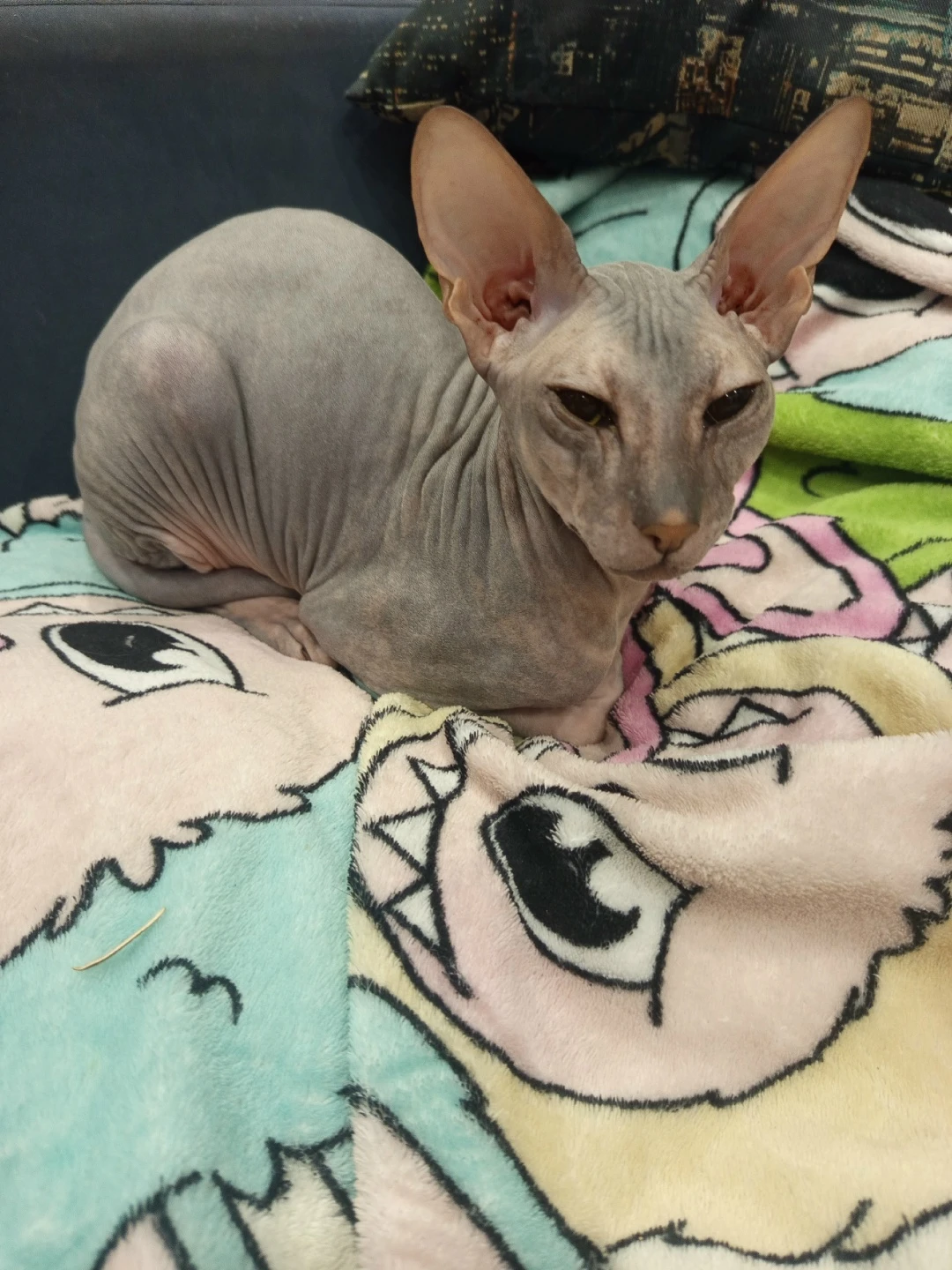 Здравствуйте. Нужен мальчик для нашей девочки, для вязки.Сфинкс донской.