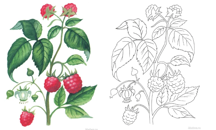 🍓 Ягодная мозаика — Раскраски для детей 6–7 лет
