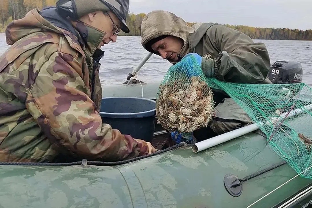 В Вологодской области впервые организован промышленный вылов речных раков