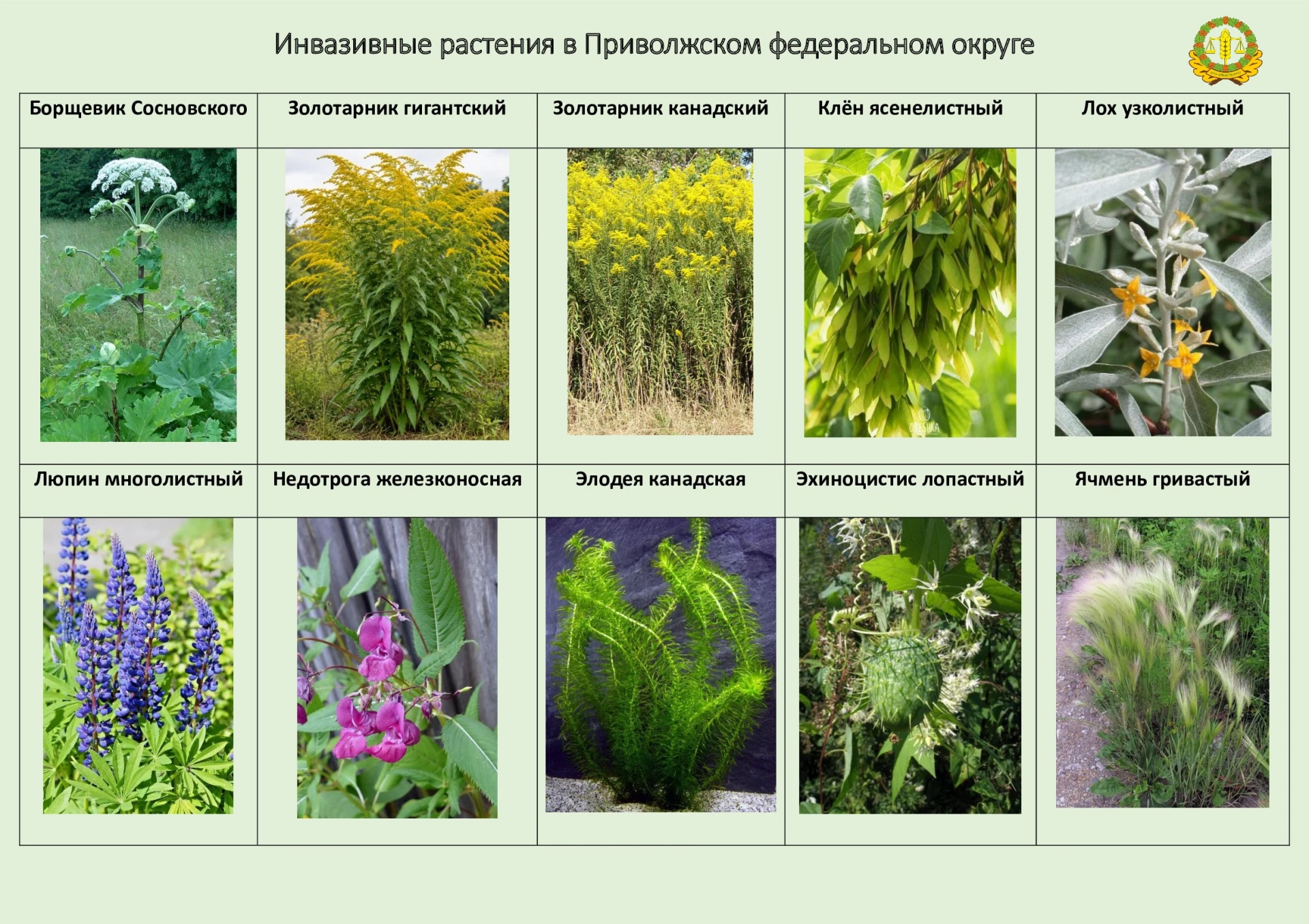 🌿 В ПФО растет 10 видов чужеродных растений